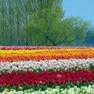 The Skagit Valley.